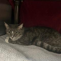 Velma, Adoptable, Adult Female Domestic Short Hair.