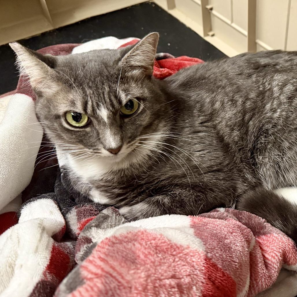 Enlarge Velma, a Adoptable Domestic Short Hair in Las Vegas, NV image 2/2