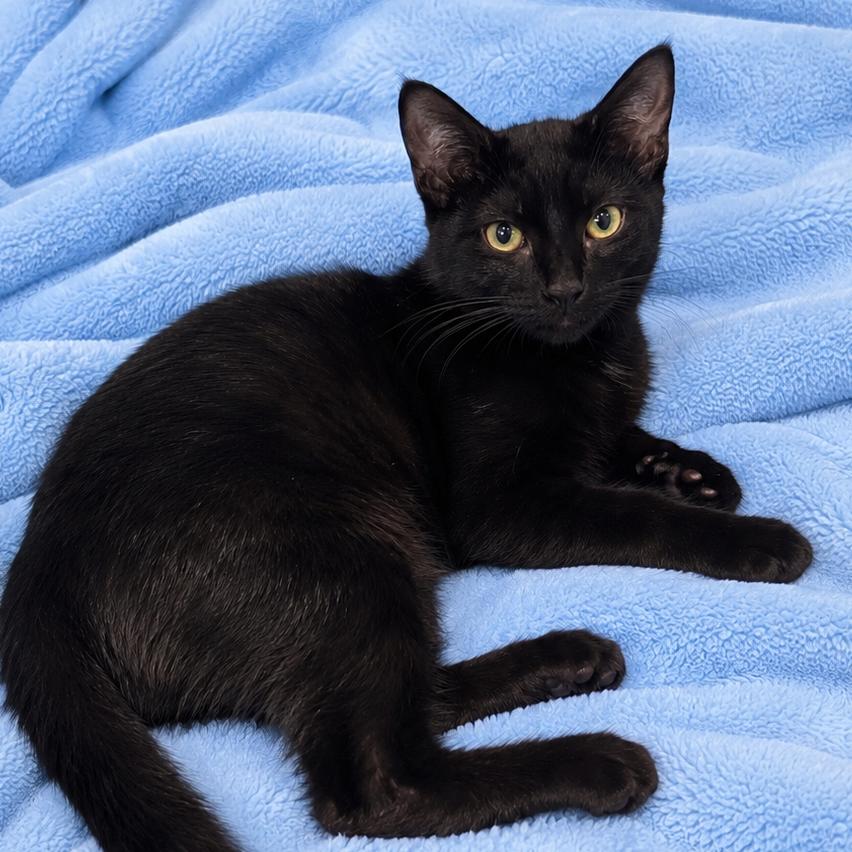 Enlarge Phoebe, a Adoptable Domestic Short Hair in Tucson, AZ image 1/1