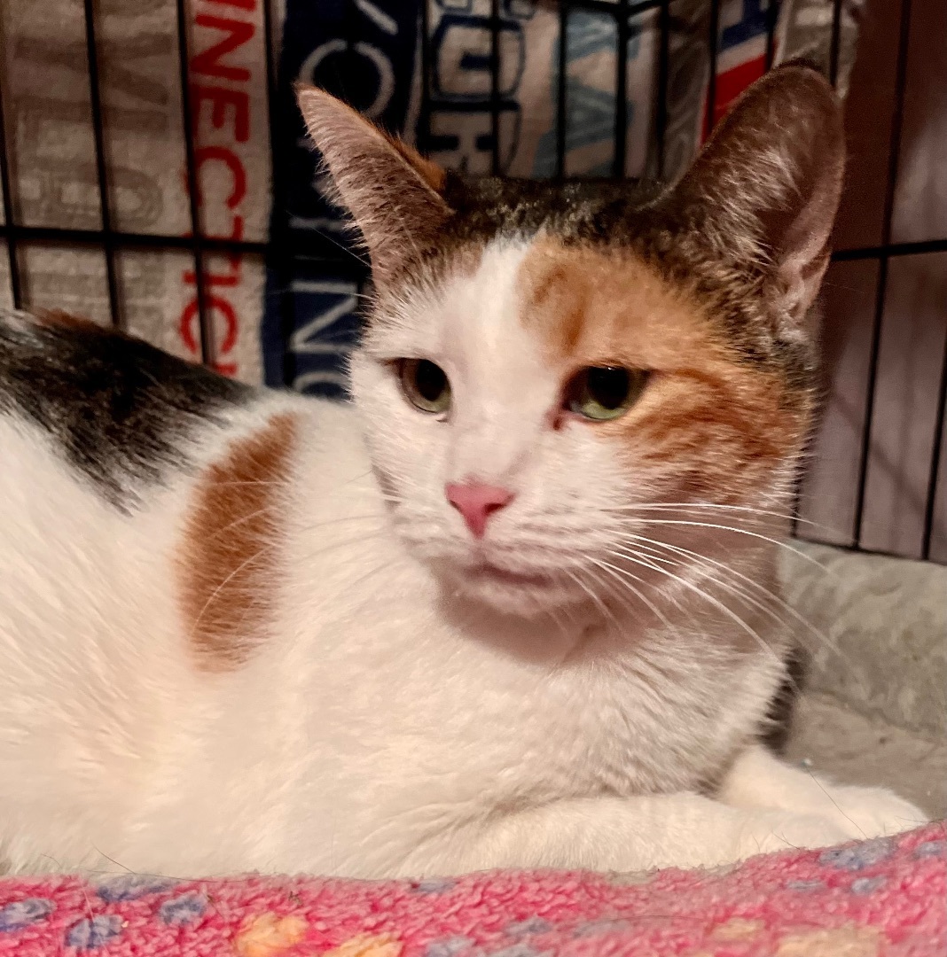 Mudd, a Adoptable Domestic Short Hair in Brooklyn, NY image 1/5