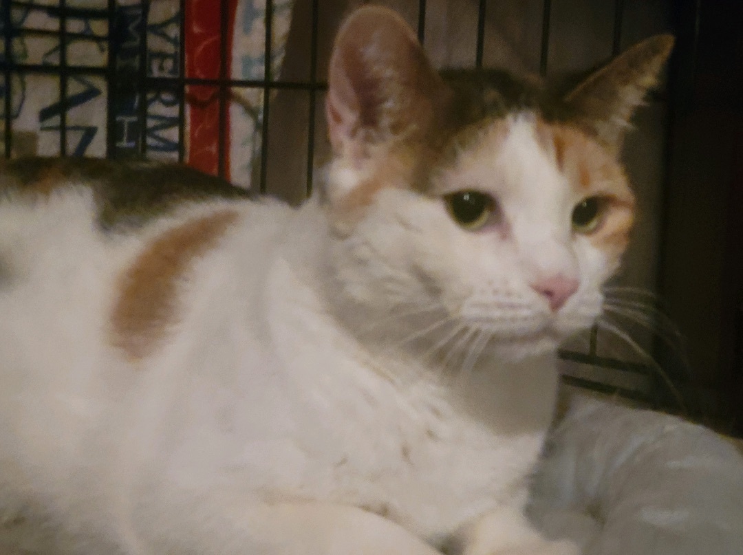 Mudd, a Adoptable Domestic Short Hair in Brooklyn, NY image 2/5