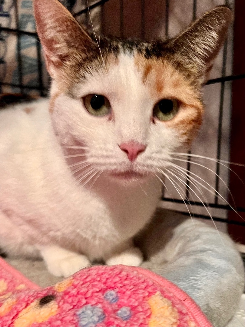 Mudd, a Adoptable Domestic Short Hair in Brooklyn, NY image 4/5