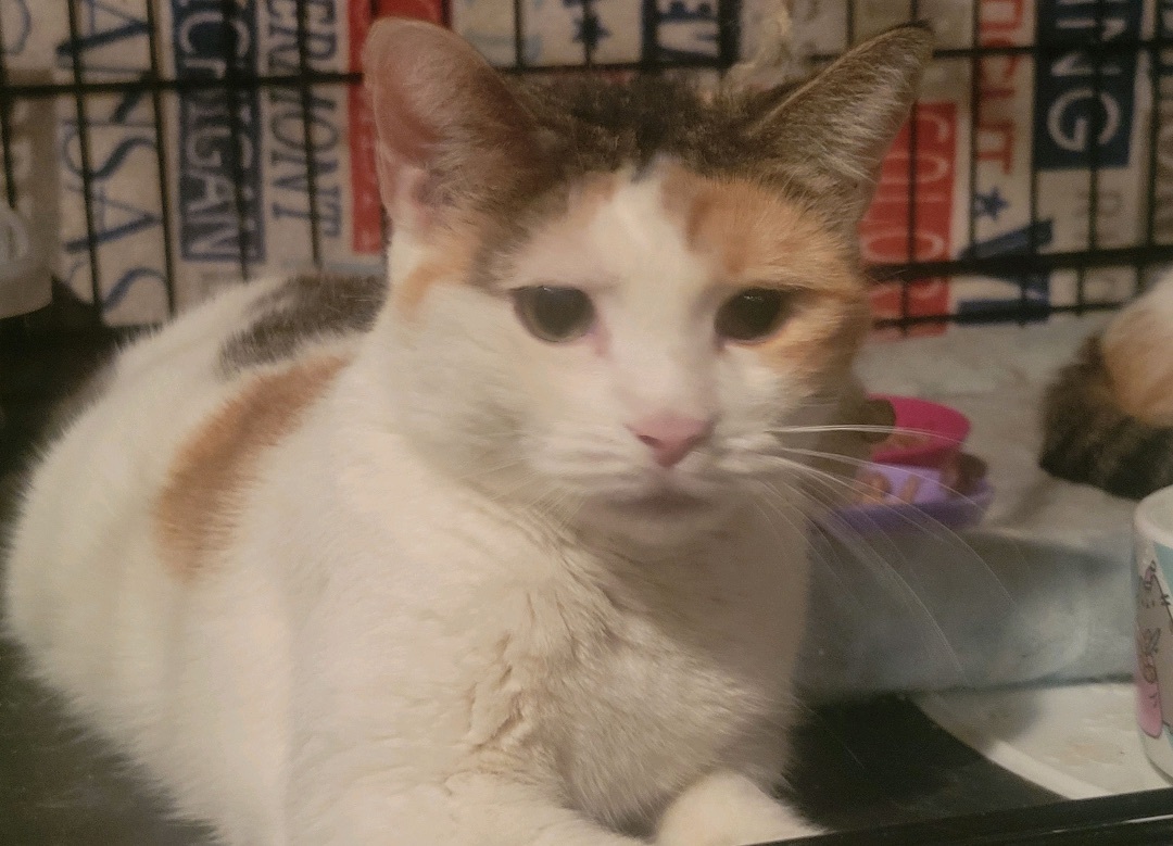 Mudd, a Adoptable Domestic Short Hair in Brooklyn, NY image 5/5