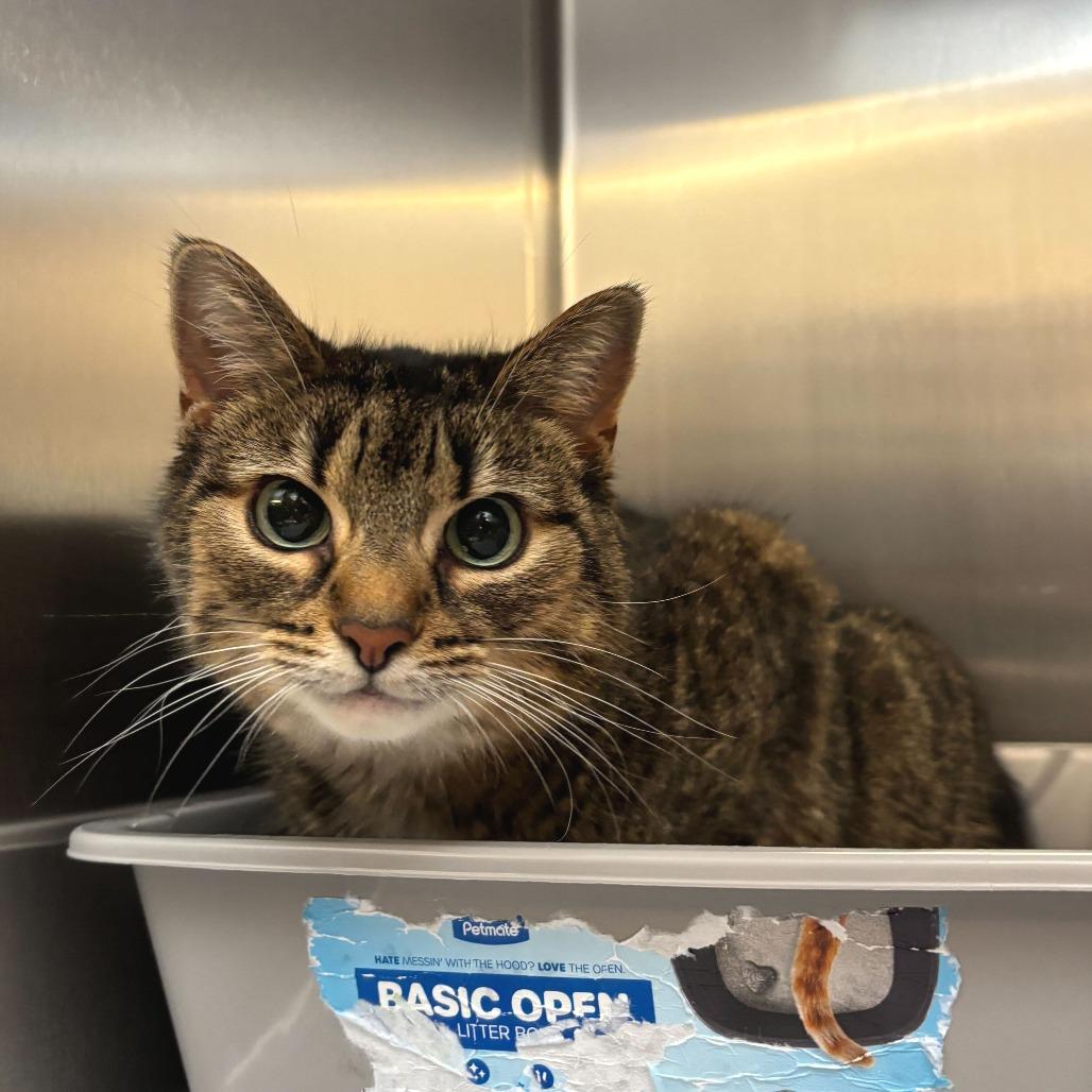 Ruby — thumbnail 3