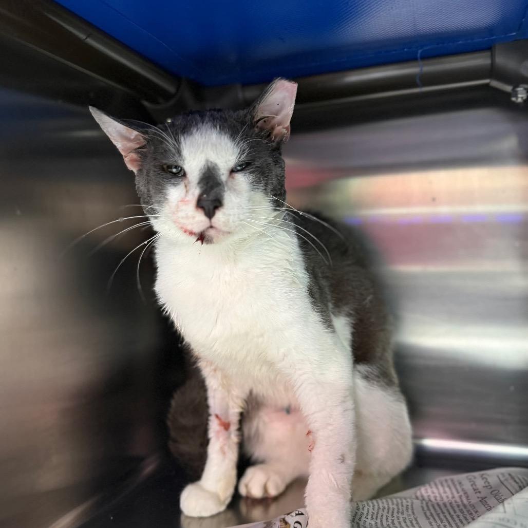 Enlarge Hughie, a Adoptable Domestic Short Hair in Pauls Valley, OK image 1/1