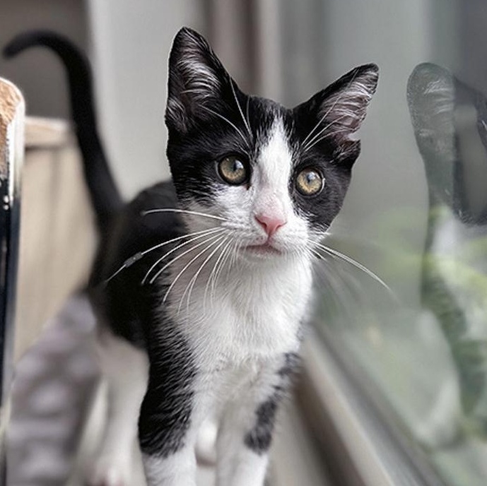 Enlarge April, an adopted Domestic Short Hair in Lodi, CA image 1/1