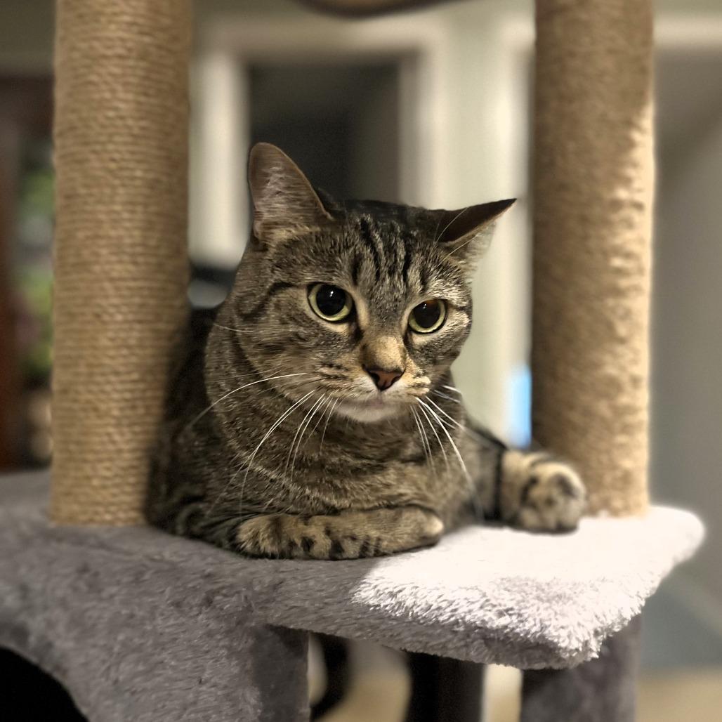Amber, Adoptable, Adult Female Domestic Short Hair.