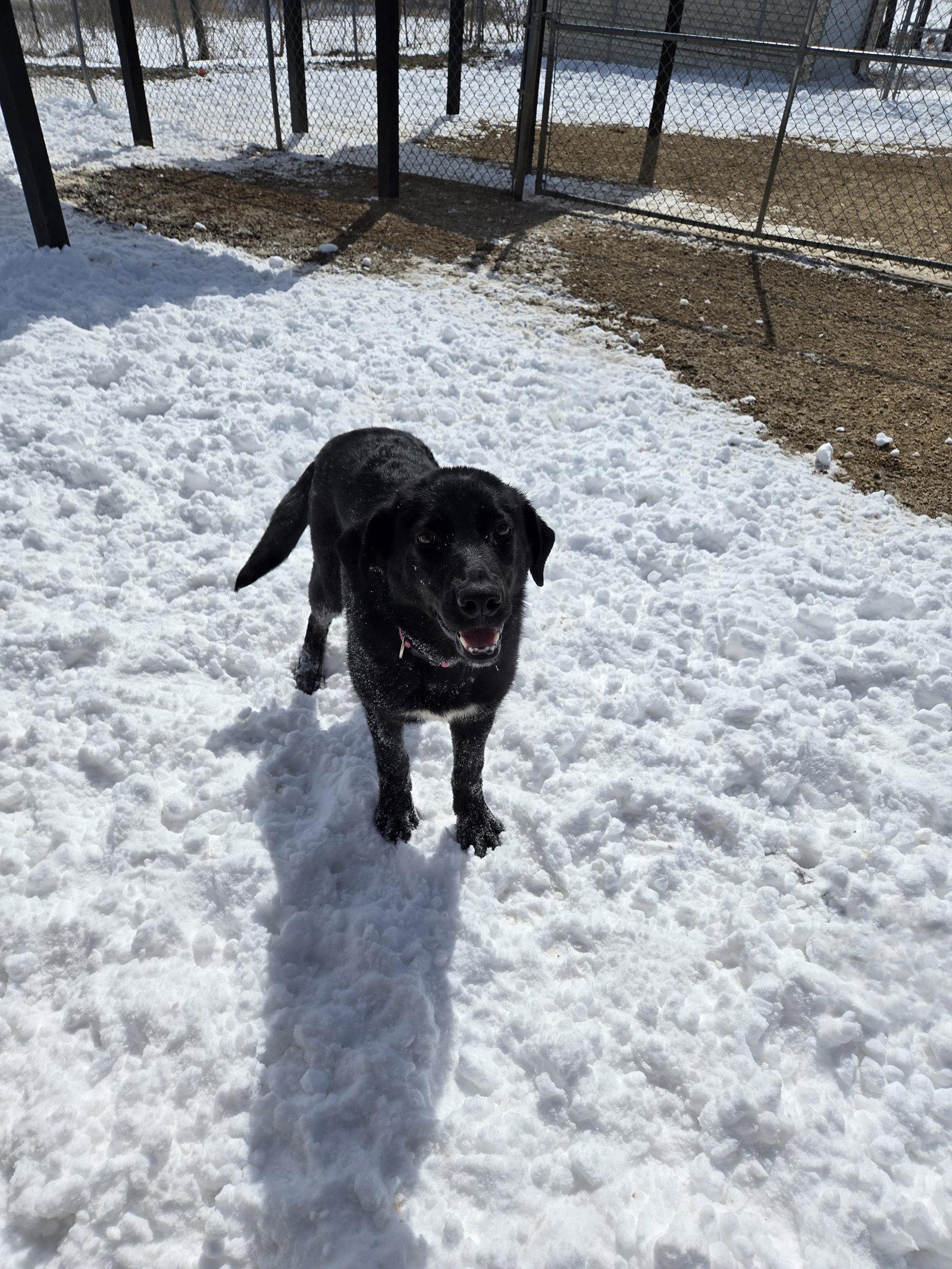 Flan, Adoptable, Young Female Black Labrador Retriever.