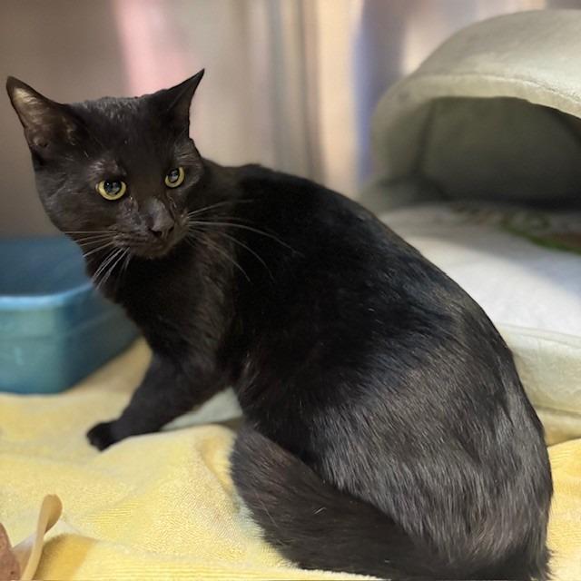 Enlarge Boo, a Adoptable mixed breed in Bullhead City, AZ image 1/1