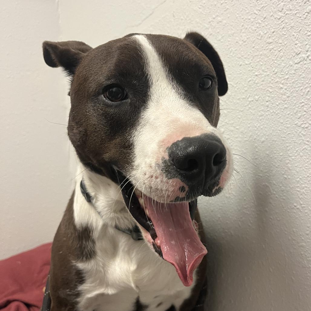 Monkey, Adoptable, Adult Male American Staffordshire Terrier & Mixed Breed.