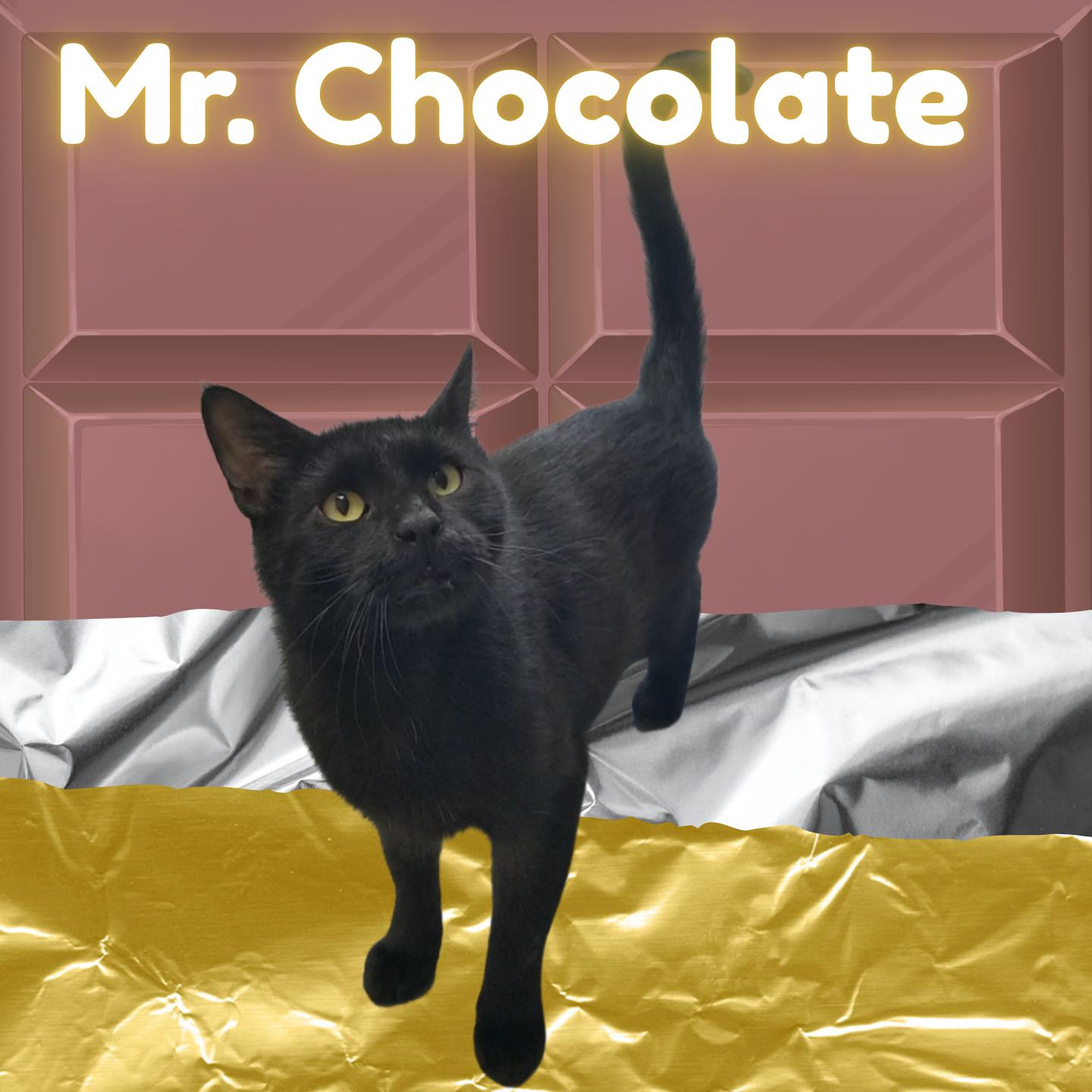 Mr. Chocolate, adoptable, Adult Male Domestic Short Hair.