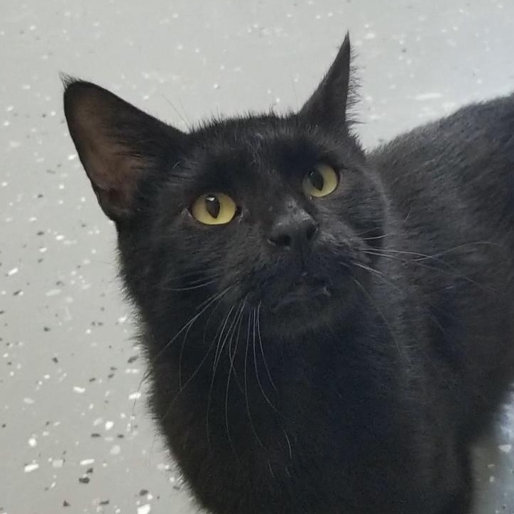 Mr. Chocolate, an adoptable Domestic Short Hair in Aransas Pass, TX image 2/2
