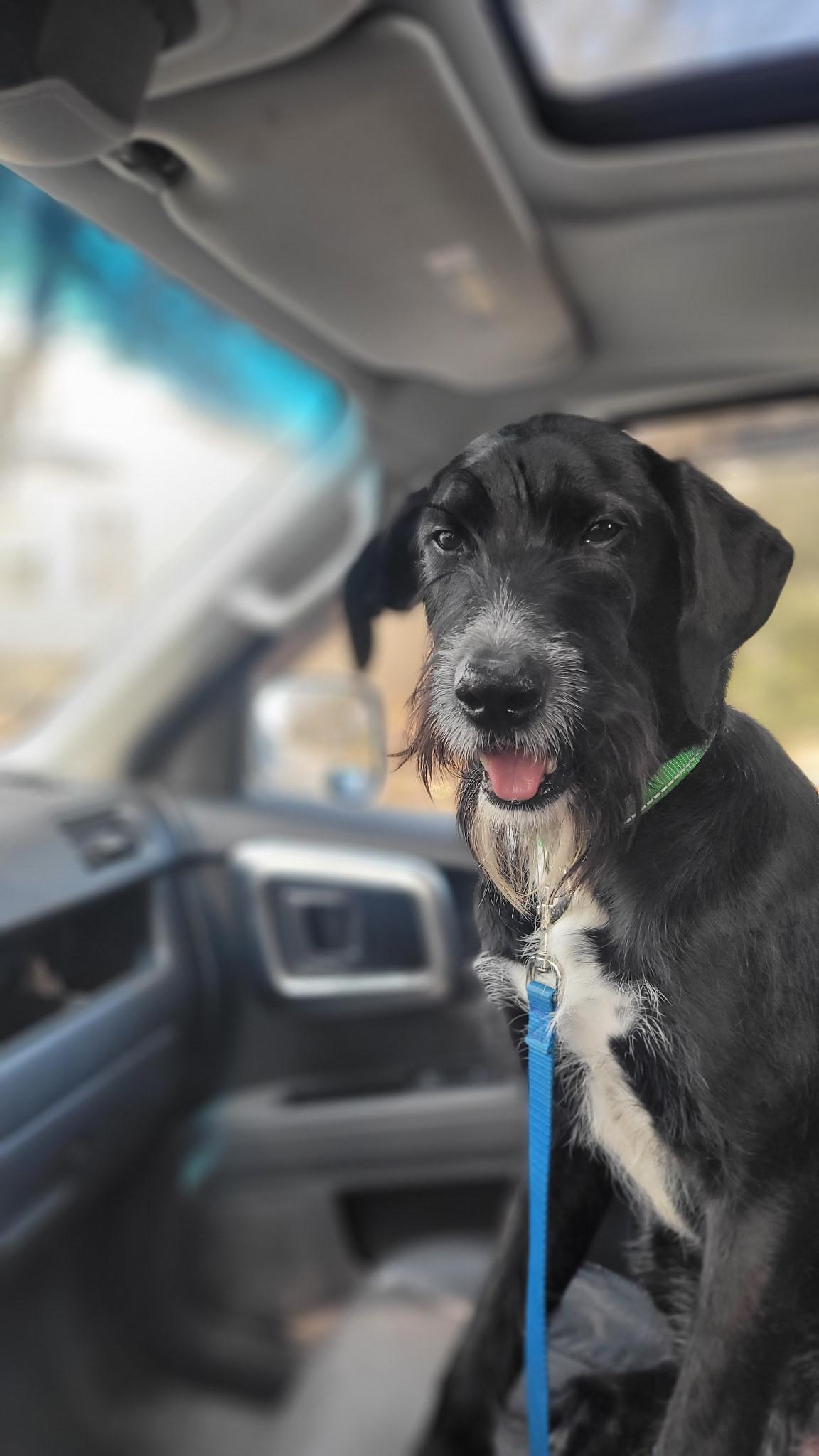 Enlarge Lucky 2.0, a Adoptable mixed breed in Bowdoin, ME image 1/6