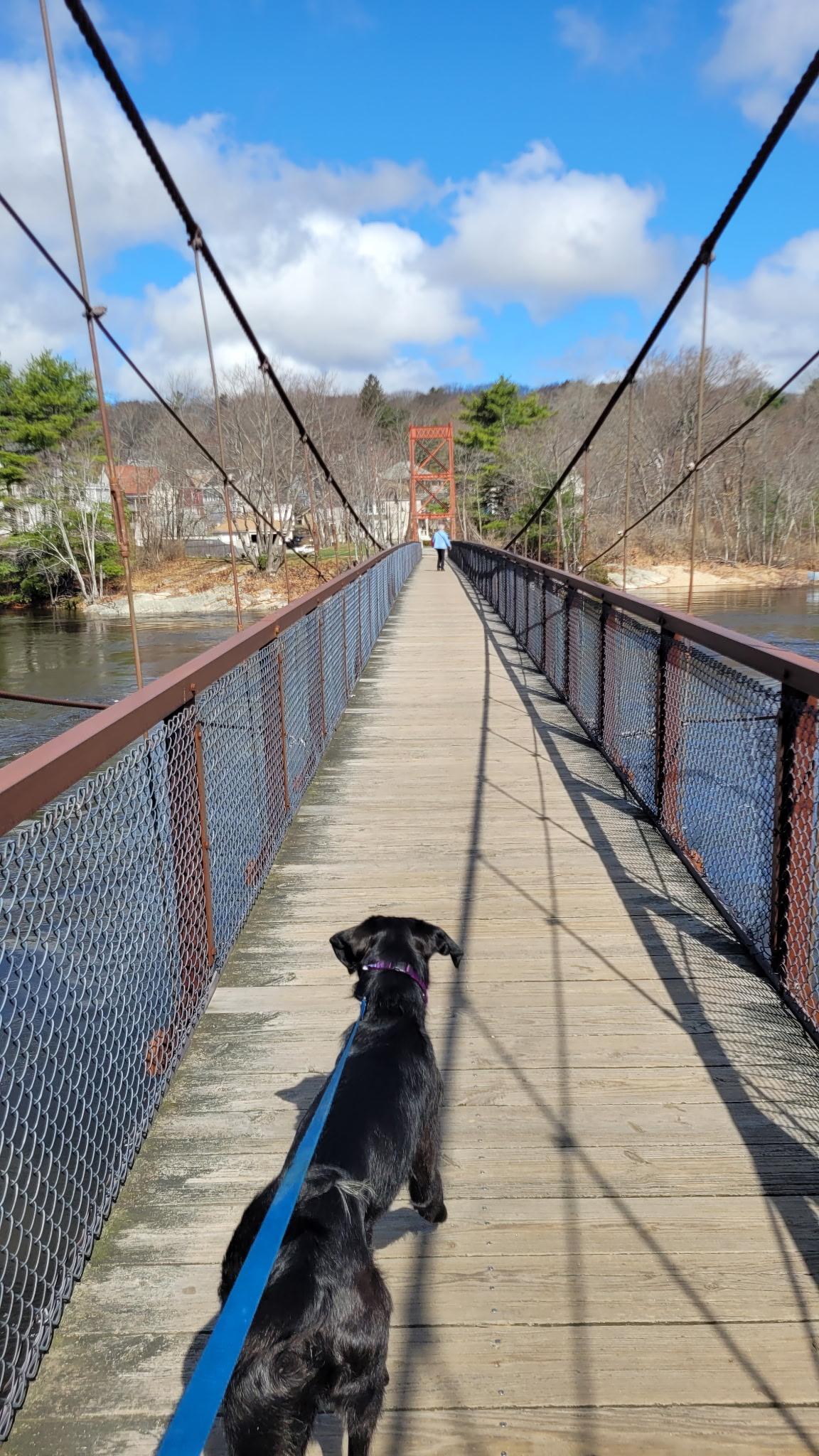 Enlarge Lucky 2.0, a Adoptable mixed breed in Bowdoin, ME image 6/6