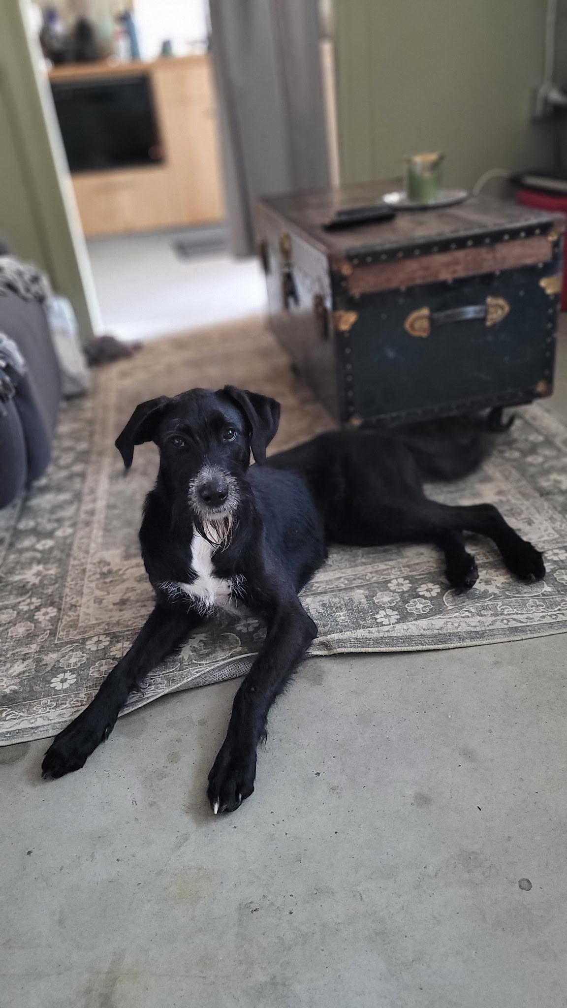 Enlarge Lucky 2.0, a Adoptable mixed breed in Bowdoin, ME image 2/6