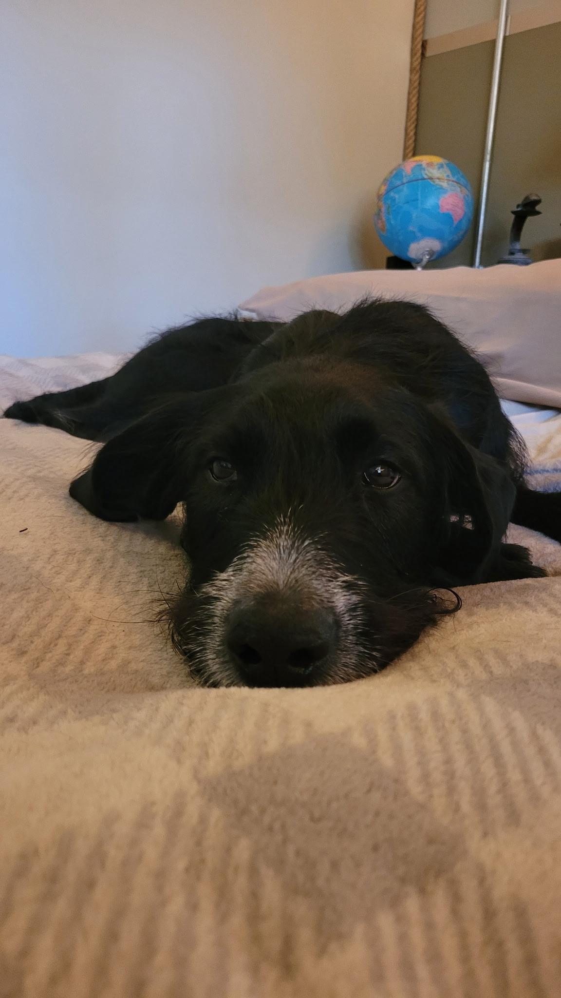 Enlarge Lucky 2.0, a Adoptable mixed breed in Bowdoin, ME image 5/6