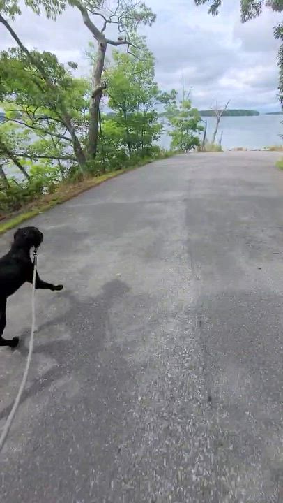 Enlarge Lucky 2.0, a Adoptable mixed breed in Bowdoin, ME video 3/6