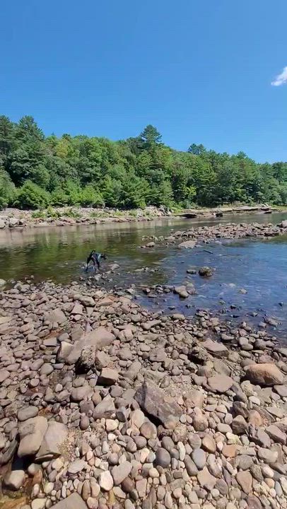 Enlarge Lucky 2.0, a Adoptable mixed breed in Bowdoin, ME video 4/6