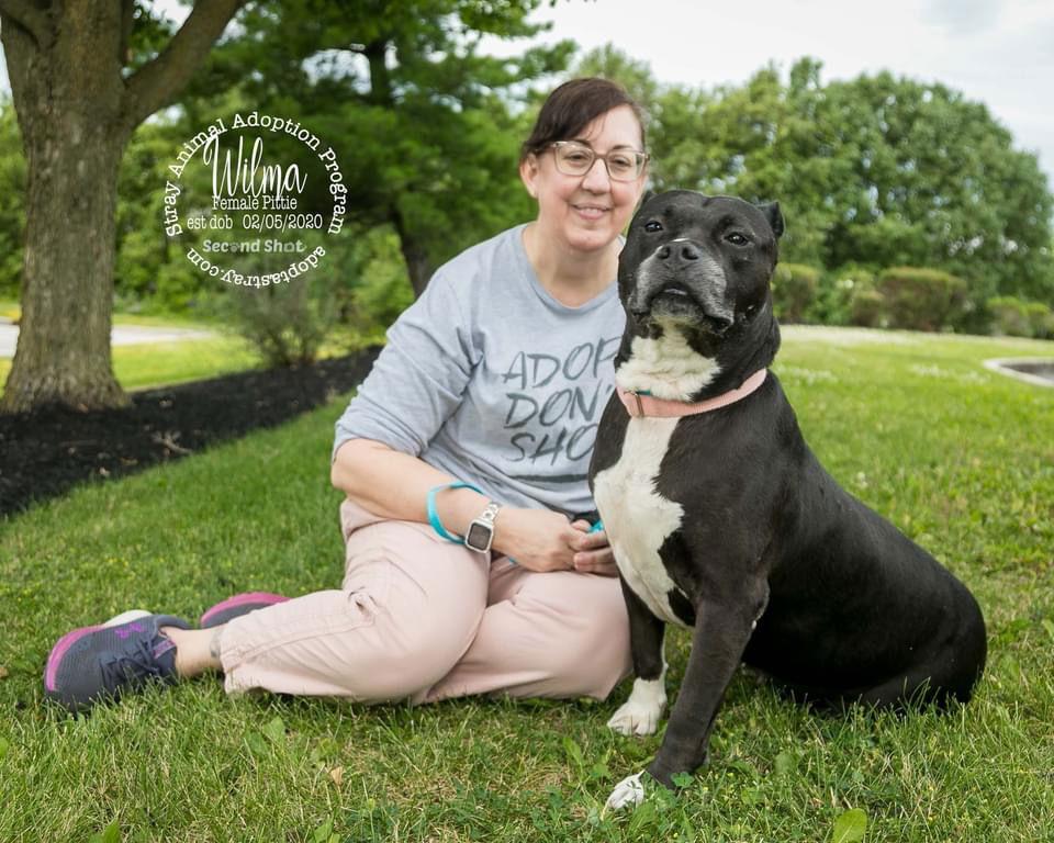 Wilma, a Adoptable Pit Bull Terrier in Newport, KY image 1/3