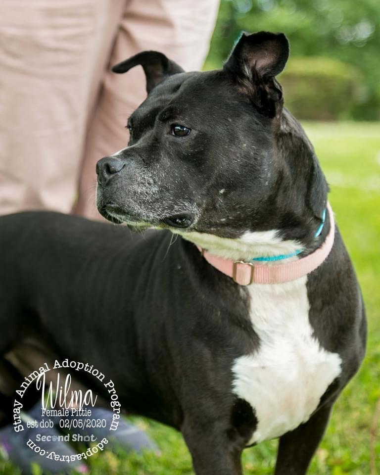 Wilma, a Adoptable Pit Bull Terrier in Newport, KY image 2/3