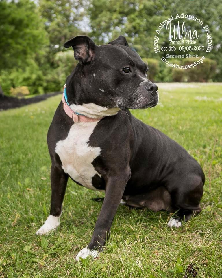 Wilma, a Adoptable Pit Bull Terrier in Newport, KY image 3/3