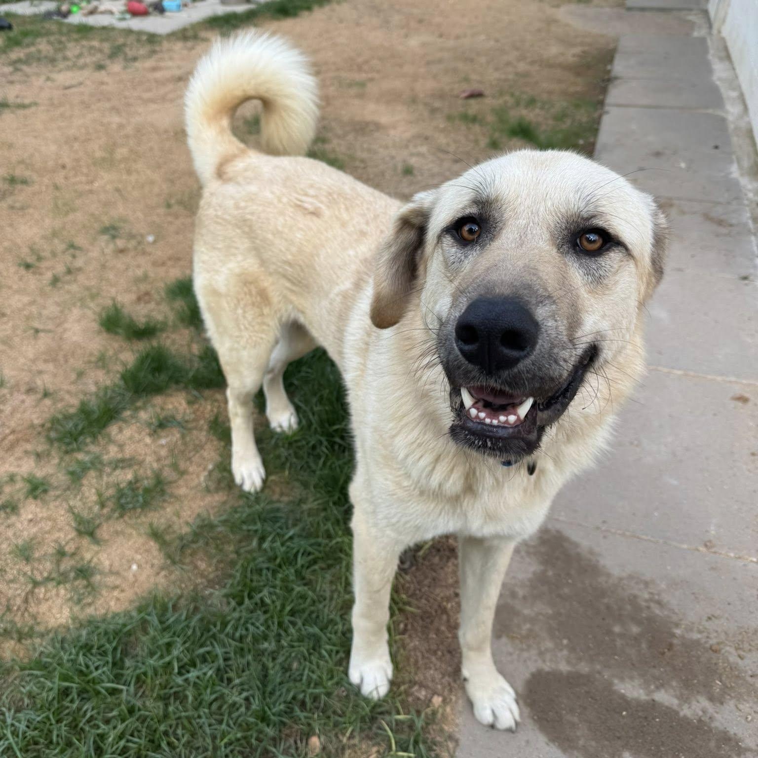 Raider, Adoptable, Young Male Anatolian Shepherd & Great Pyrenees.