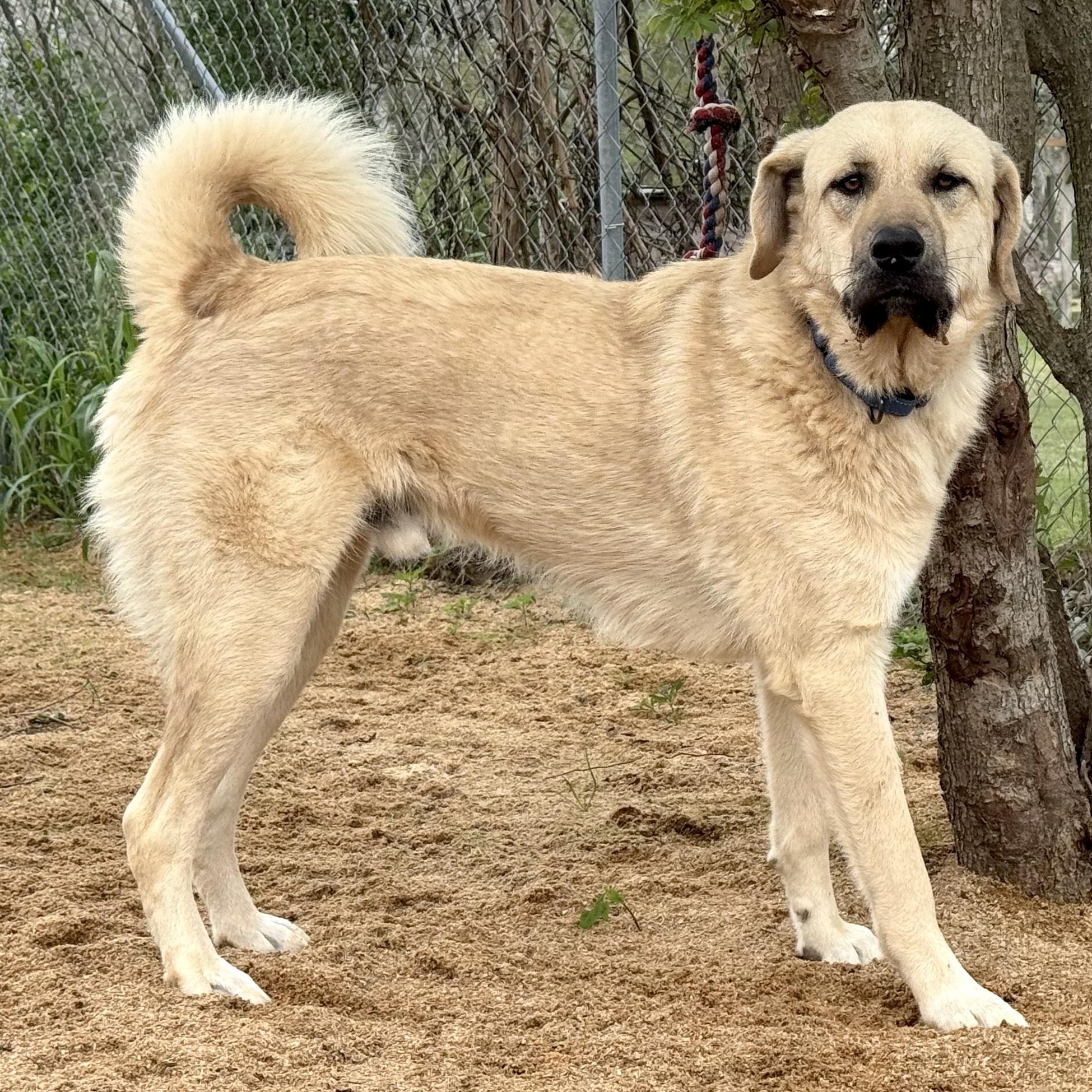 Raider, Adoptable, Young Male Anatolian Shepherd & Great Pyrenees.