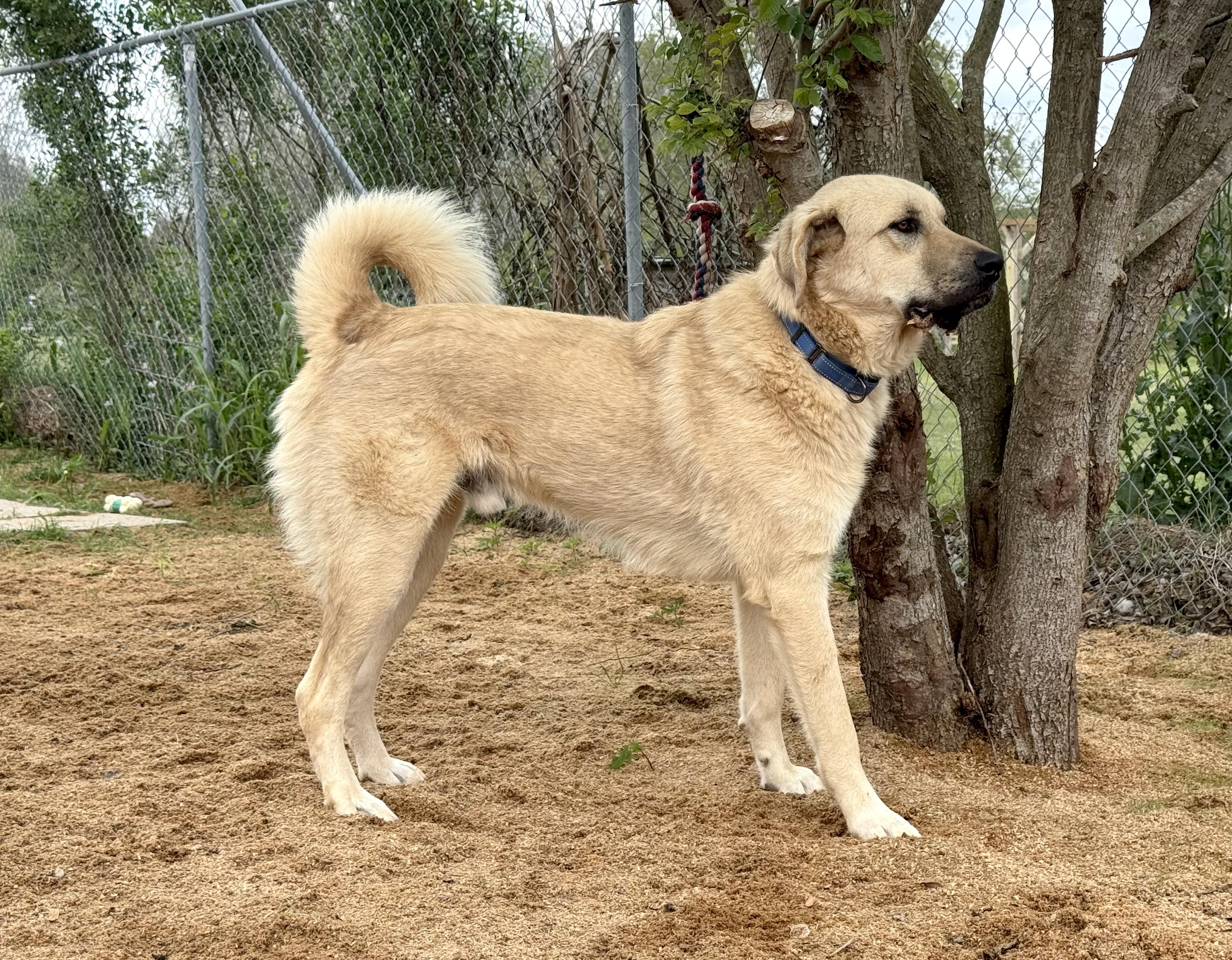 Enlarge Raider, a Adoptable mixed breed in  Bullard , TX image 4/4