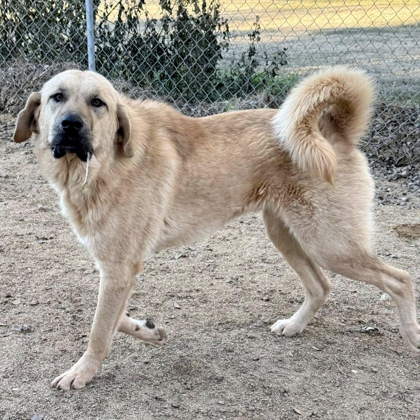 Enlarge Raider, a Adoptable mixed breed in  Bullard , TX image 2/4