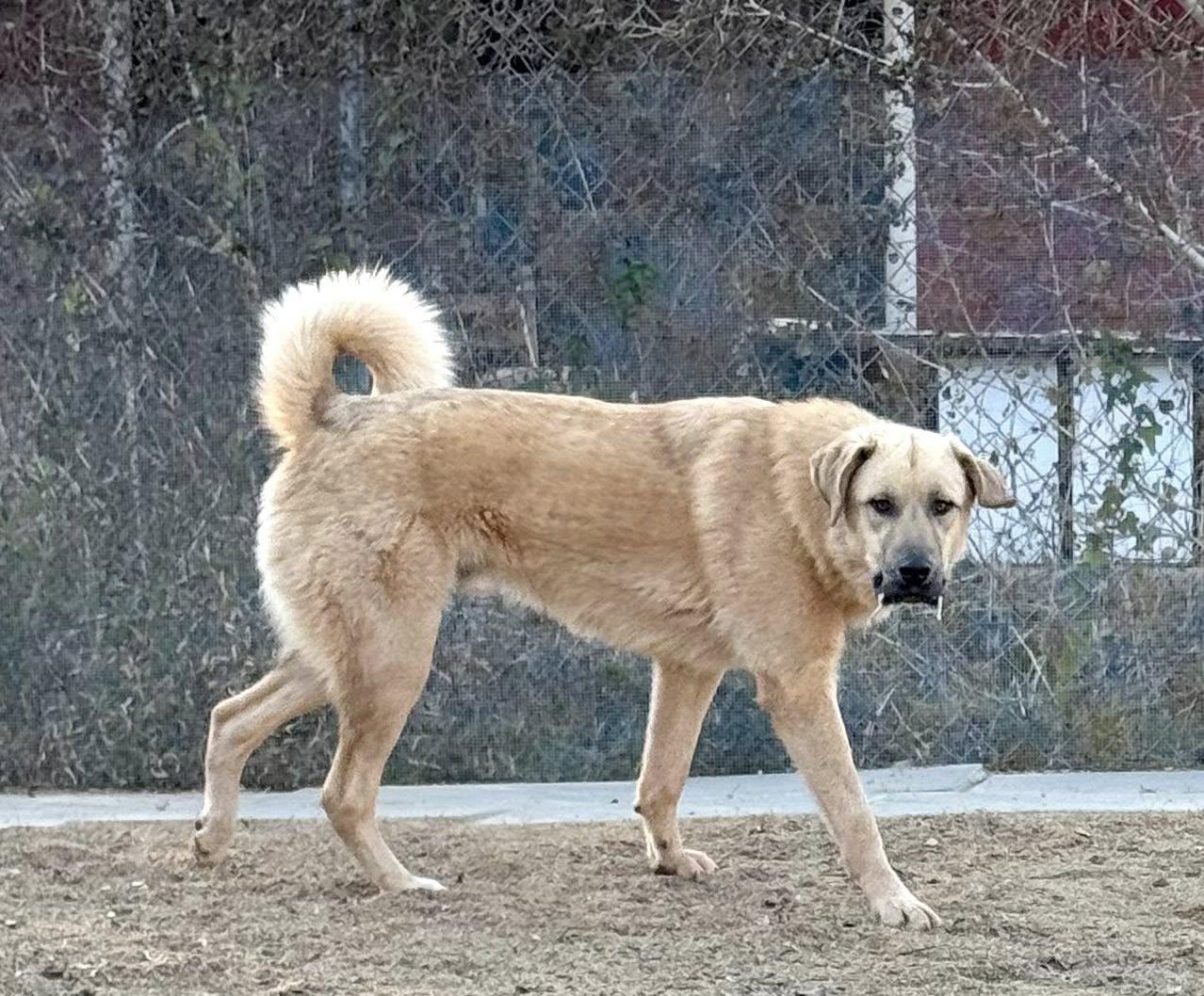 Enlarge Raider, a Adoptable mixed breed in  Bullard , TX image 3/4
