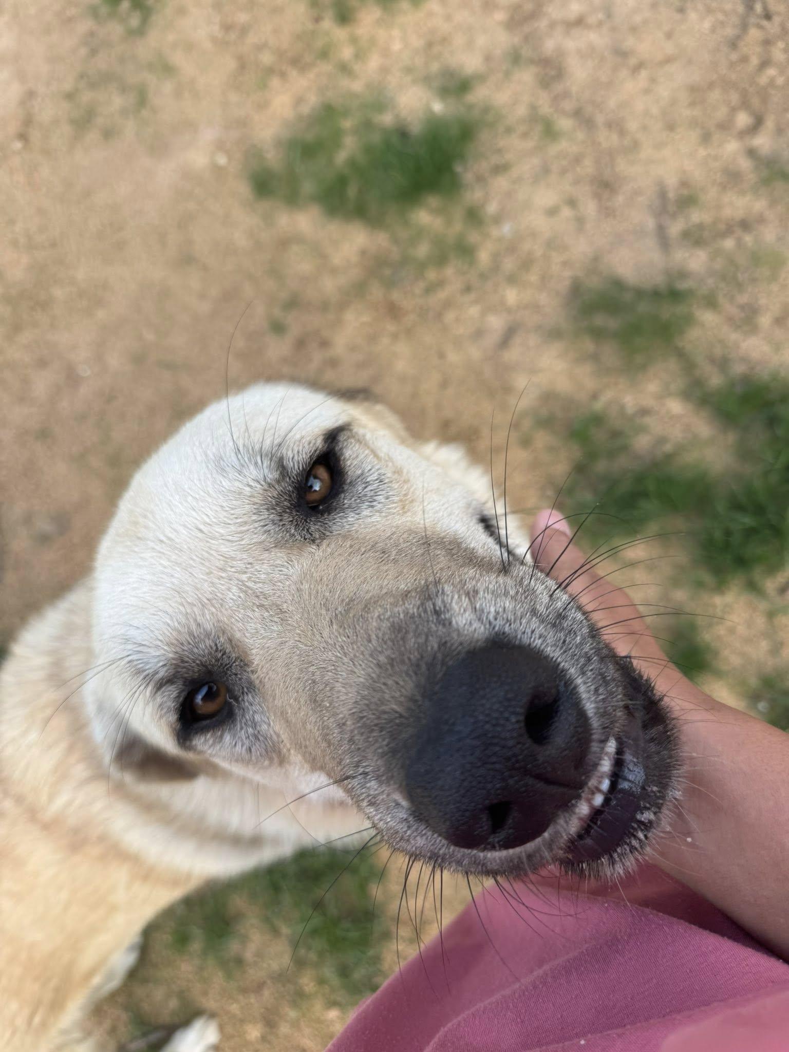 Enlarge Raider, a Adoptable mixed breed in  Bullard , TX image 4/4
