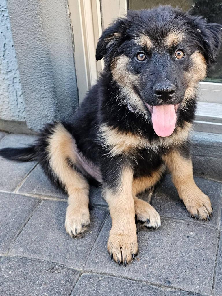 Brian, a Adoptable mixed breed in Mesa, AZ image 2/4