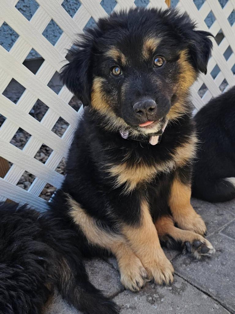 Brian, a Adoptable mixed breed in Mesa, AZ image 4/4