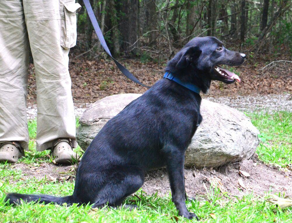Davey, a Adoptable mixed breed in Willingboro, NJ image 1/6
