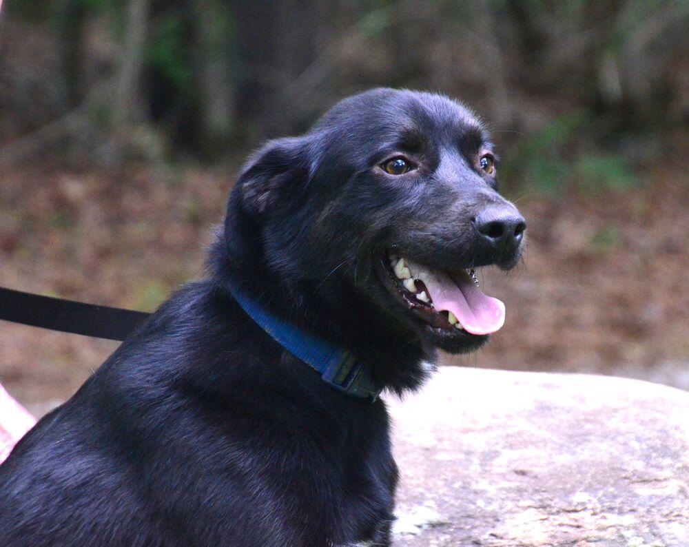 Davey, a Adoptable mixed breed in Willingboro, NJ image 2/6