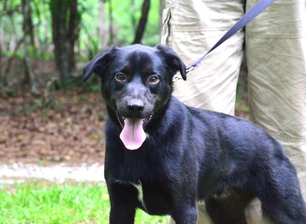 Davey, a Adoptable mixed breed in Willingboro, NJ image 3/6