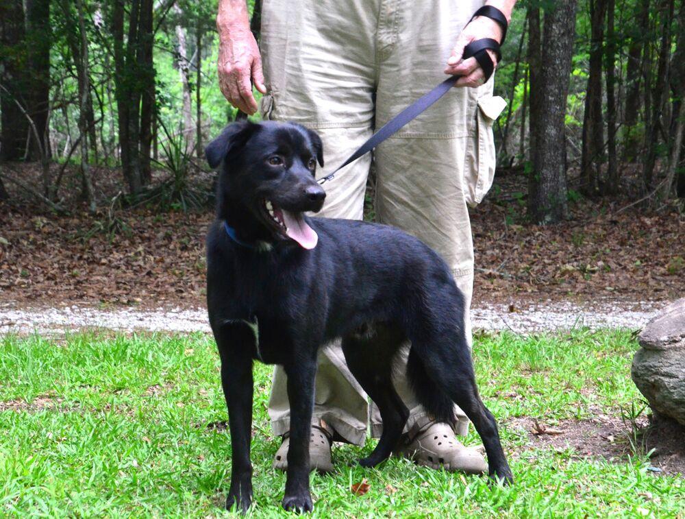 Davey, a Adoptable mixed breed in Willingboro, NJ image 4/6