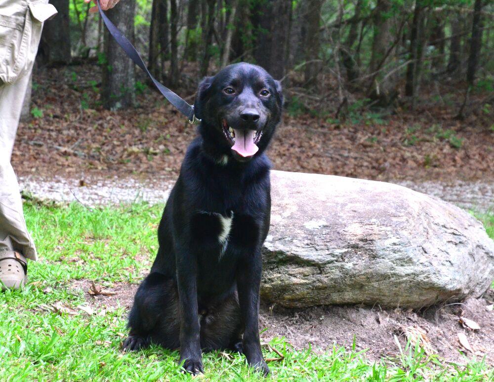 Davey, a Adoptable mixed breed in Willingboro, NJ image 5/6