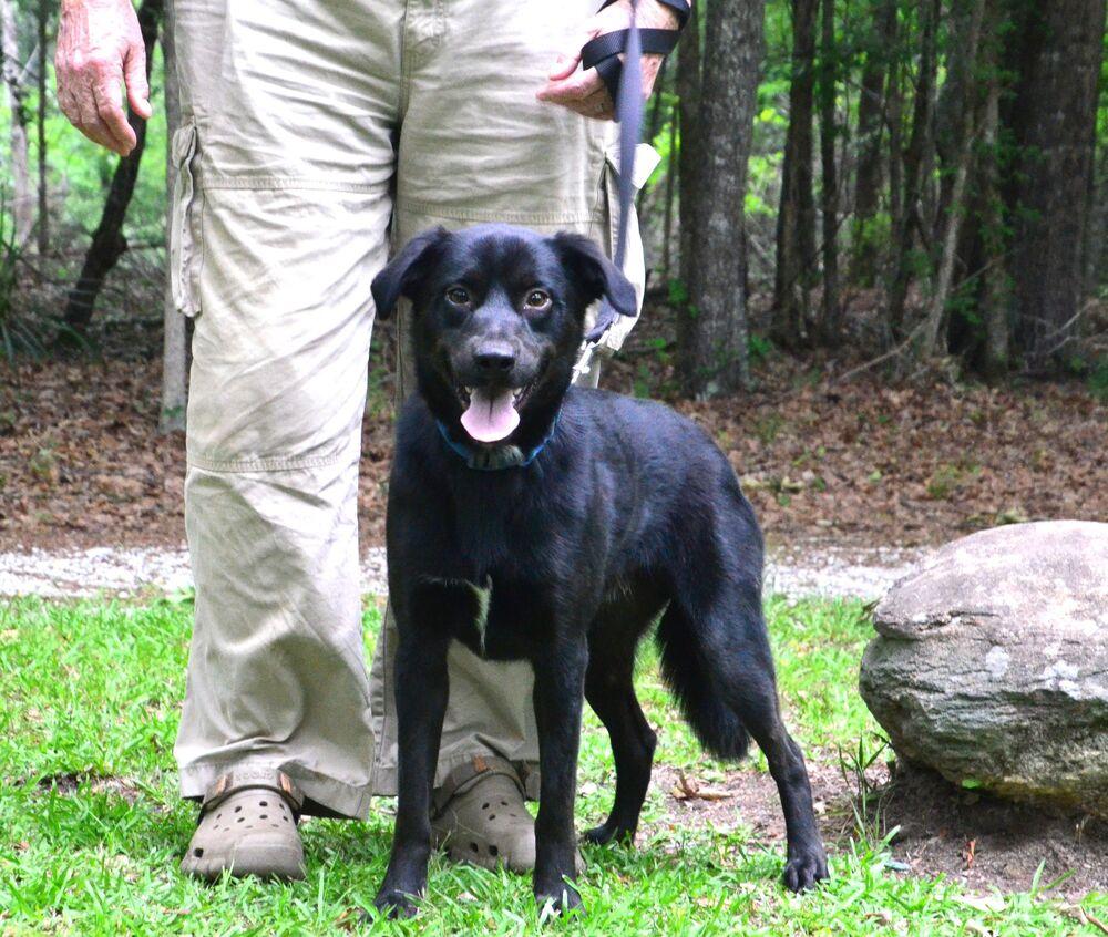 Davey, a Adoptable mixed breed in Willingboro, NJ image 6/6