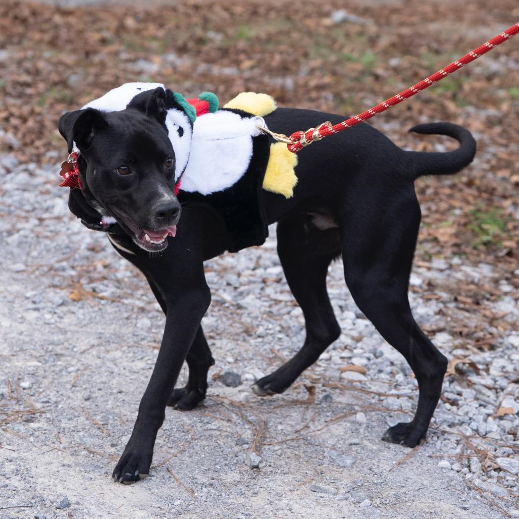 Rio (Adoption Fee Sponsored!), Adoptable, Young Male Mixed Breed.