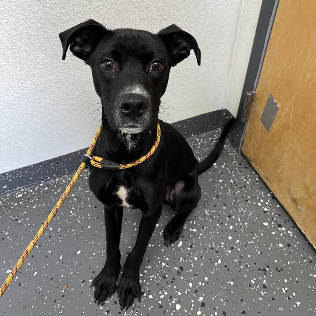 Enlarge Rio (Adoption Fee Sponsored!), a Adoptable Mixed Breed in Alabaster, AL image 3/6