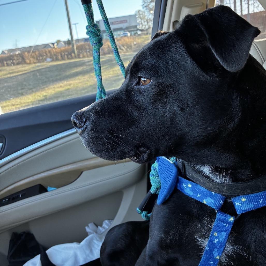 Rio (Adoption Fee Sponsored!), a Adoptable Mixed Breed in Alabaster, AL image 4/6