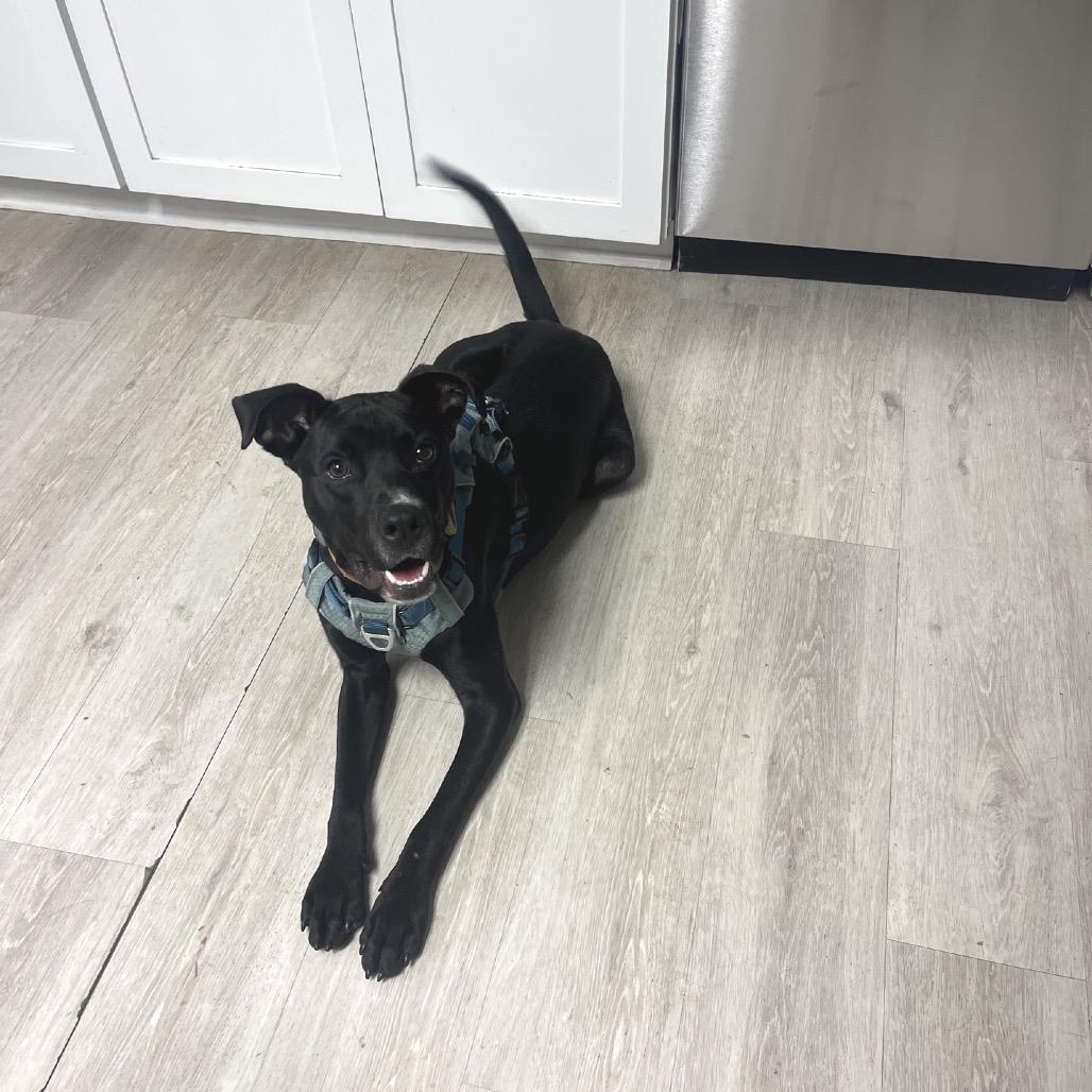 Enlarge Rio (Adoption Fee Sponsored!), a Adoptable Mixed Breed in Alabaster, AL image 6/6