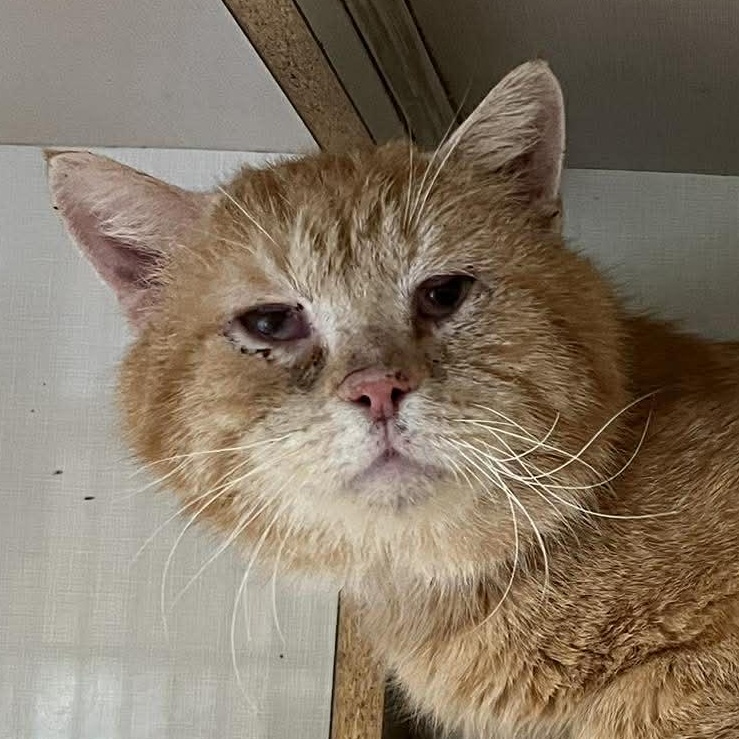 Topaz, adopted, Adult Male Tabby.