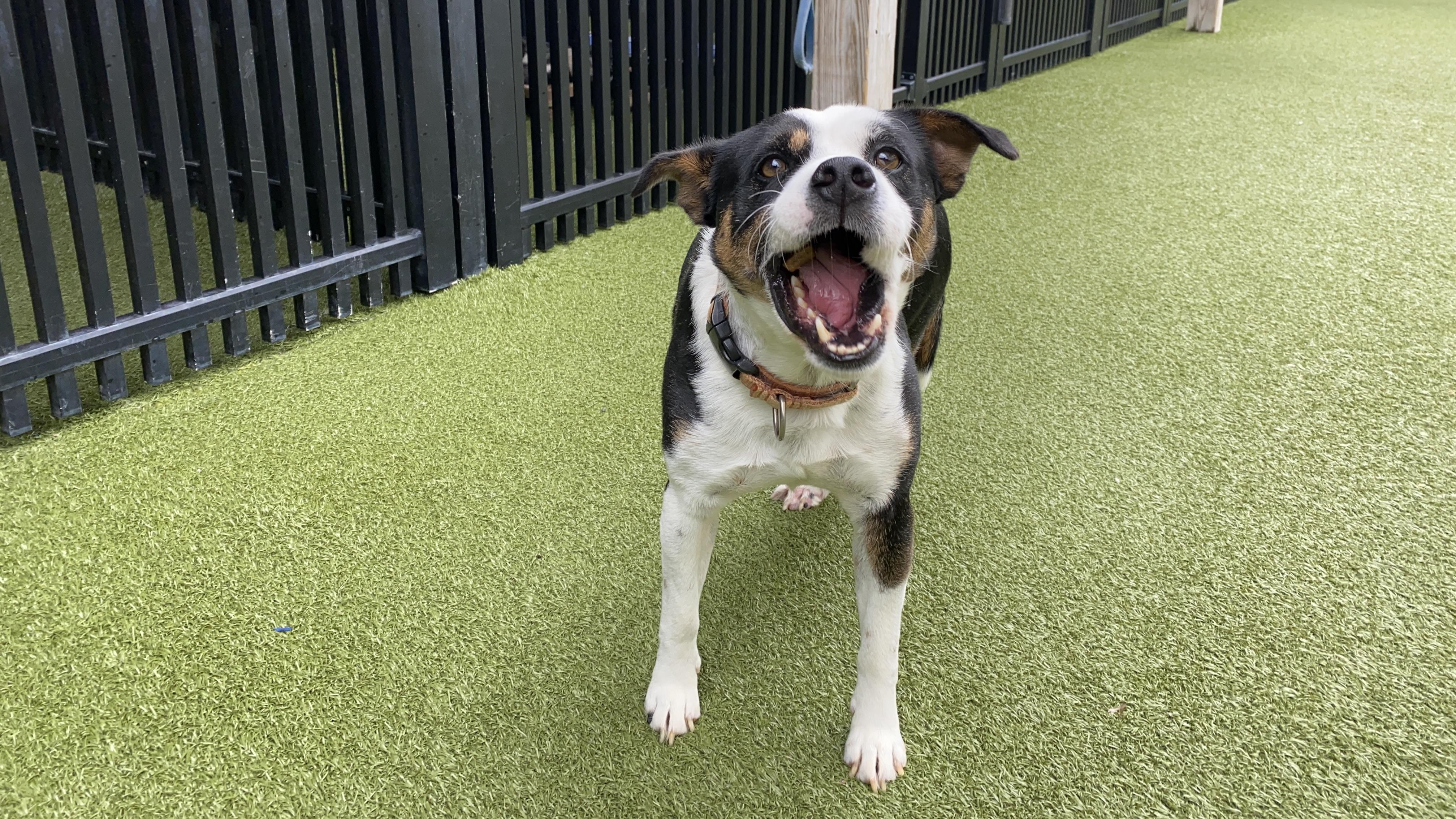 Enlarge OAKLEY, a Adoptable mixed breed in Ridgeland, SC image 6/6