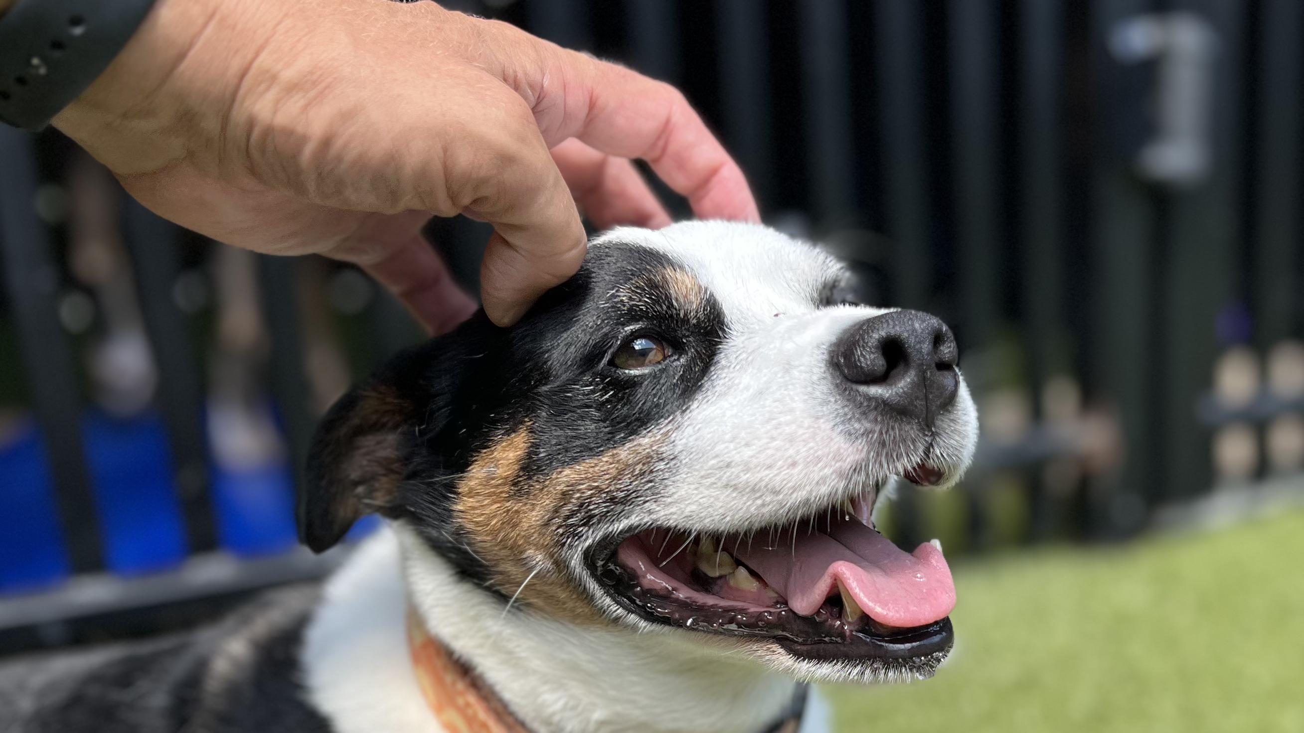 Enlarge OAKLEY, a Adoptable mixed breed in Ridgeland, SC image 3/6