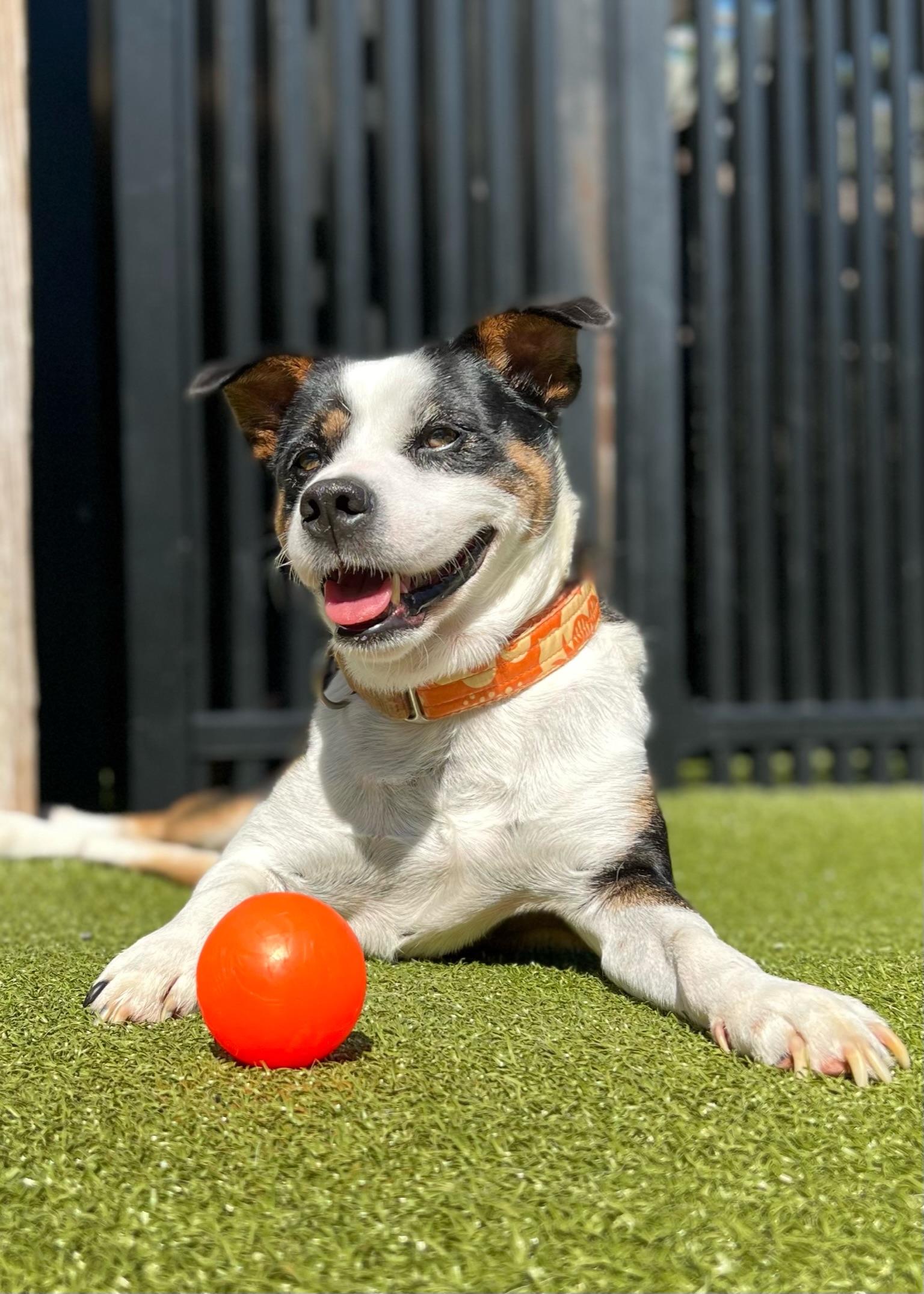 Oakley, Adoptable, Adult Male Shepherd.