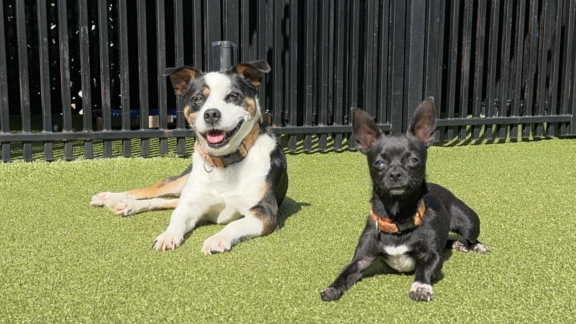 Enlarge OAKLEY, a Adoptable mixed breed in Ridgeland, SC image 4/6