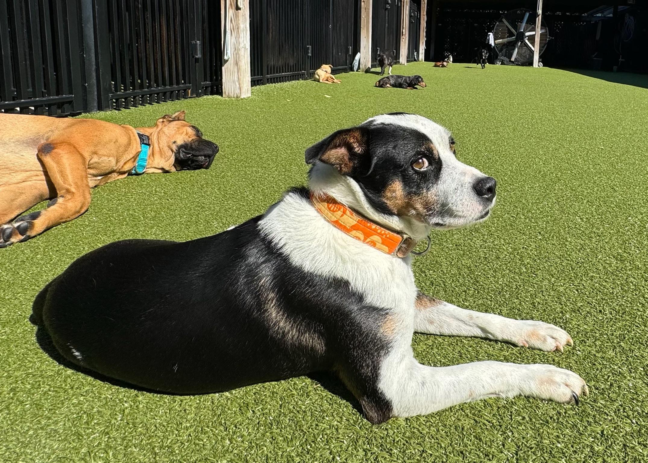 Enlarge Oakley, a Adoptable mixed breed in Ridgeland, SC image 4/4