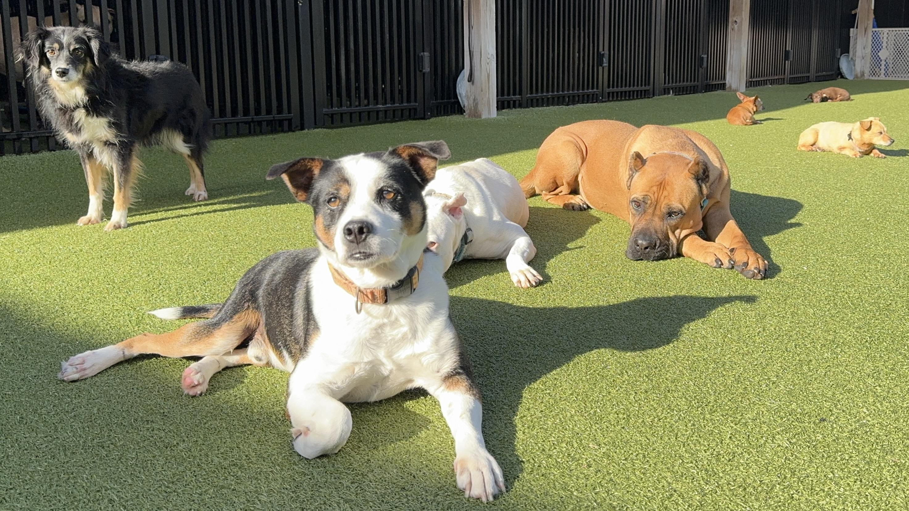 Enlarge OAKLEY, a Adoptable mixed breed in Ridgeland, SC image 5/6